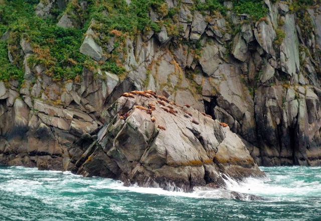 Robben auf einem Felsen