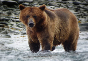 Die wilden Tiere in Alaska werden Sie begeistern